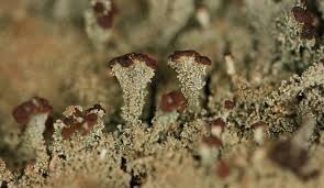 Attēlu rezultāti vaicājumam “Cladonia parasitica”