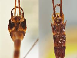 Attēlu rezultāti vaicājumam “Siphlonurus male”