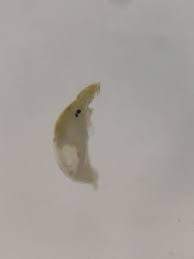 Attēlu rezultāti vaicājumam “Hydrachna”