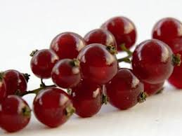 Bildergebnis für rote johannisbeeren