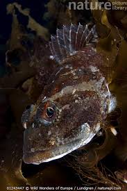 Image result for Myoxocephalus scorpius