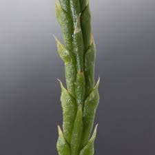 Attēlu rezultāti vaicājumam “Diphasium complanatum”