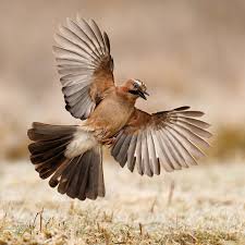 Attēlu rezultāti vaicājumam “Garrulus glandarius adult”