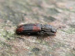 Attēlu rezultāti vaicājumam “Bitoma crenata”