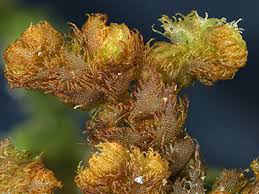 Attēlu rezultāti vaicājumam “Ptilidium pulcherrimum”