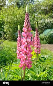 Attēlu rezultāti vaicājumam “Lupinus polyphyllus leaf”