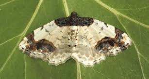 Attēlu rezultāti vaicājumam “Ligdia adustata”