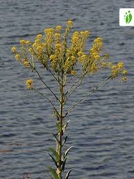 Attēlu rezultāti vaicājumam “Isatis tinctoria”