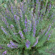 Image result for Ysop