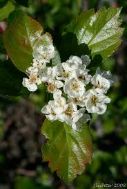 Attēlu rezultāti vaicājumam “Crataegus macracantha flower”
