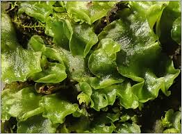 Attēlu rezultāti vaicājumam “Pellia endiviifolia sporophyte”