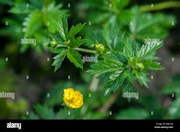 Attēlu rezultāti vaicājumam “Potentilla erecta leaf”