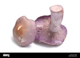 Attēlu rezultāti vaicājumam “Lepista nuda”