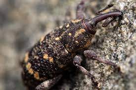 Attēlu rezultāti vaicājumam “Pissodes piniphilus”