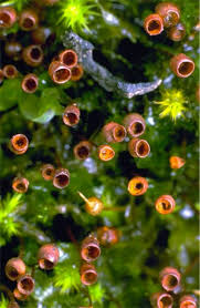 Attēlu rezultāti vaicājumam “Physcomitrium pyriforme”