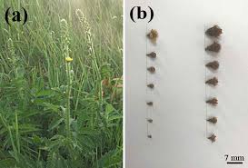 Attēlu rezultāti vaicājumam “Agrimonia eupatoria fruit”