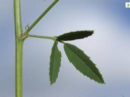 Attēlu rezultāti vaicājumam “Melilotus officinalis leaf”