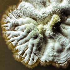 Attēlu rezultāti vaicājumam “Urocystis anemones spores”