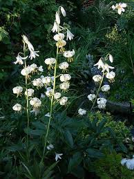 Image result for Lilium martagon Alba