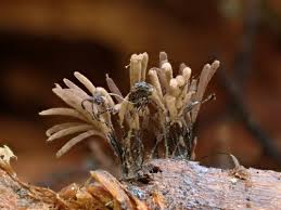 Attēlu rezultāti vaicājumam “Stemonitis axifera var. smithii macro”