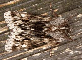 Attēlu rezultāti vaicājumam “Brachionycha nubeculosa”