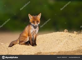 Attēlu rezultāti vaicājumam “Vulpes vulpes  juvenile”