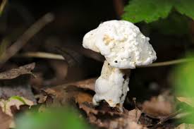 Attēlu rezultāti vaicājumam “Hypomyces chrysospermus”