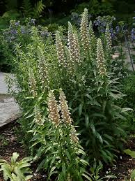 Image result for Digitalis lanata