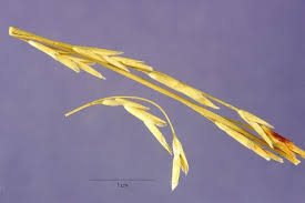 Attēlu rezultāti vaicājumam “Glyceria fluitans”