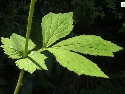 Image result for Geum urbanum