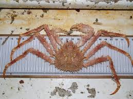 Image result for Lithodes maja