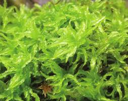 Attēlu rezultāti vaicājumam “Barbula convoluta sporophyte”