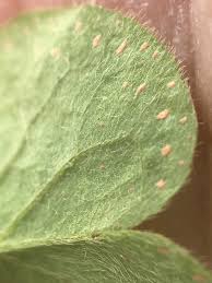 Attēlu rezultāti vaicājumam “Pucciniales”