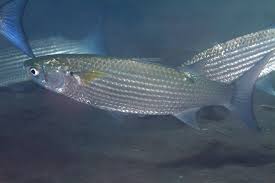 Image result for Crenimugil seheli