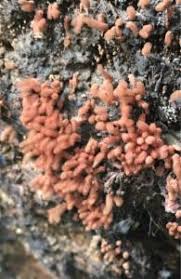 Attēlu rezultāti vaicājumam “Arcyria major”