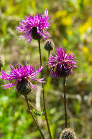Attēlu rezultāti vaicājumam “Centaurea scabiosa leaf”