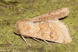 Attēlu rezultāti vaicājumam “Orthosia miniosa imago”