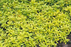 Attēlu rezultāti vaicājumam “Thymus pulegioides fruit”