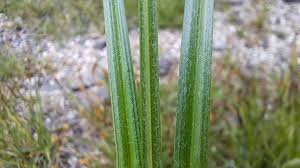 Attēlu rezultāti vaicājumam “Carex hirta female flower”