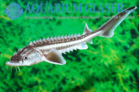 Image result for Acipenser