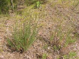 Attēlu rezultāti vaicājumam “Silene tatarica leaf”