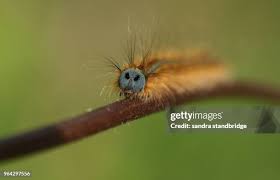 Attēlu rezultāti vaicājumam “Malacosoma neustria”