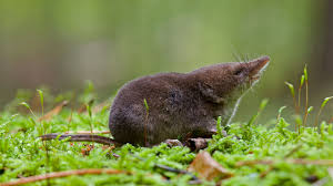 Attēlu rezultāti vaicājumam “Sorex araneus”