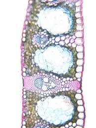 Attēlu rezultāti vaicājumam “Carex appropinquata leaf”