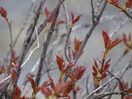 Attēlu rezultāti vaicājumam “Viburnum opulus bud”
