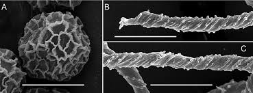Attēlu rezultāti vaicājumam “Trichia scabra”