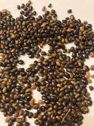 Attēlu rezultāti vaicājumam “Laburnum alpinum fruit”