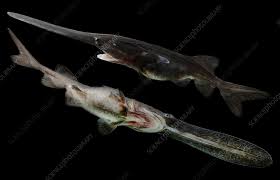 Image result for Polyodon spathula