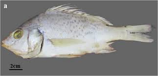 Image result for Pomadasys commersonnii