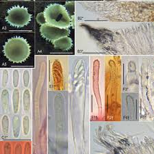 Attēlu rezultāti vaicājumam “Hyphodiscus hymeniophilus”